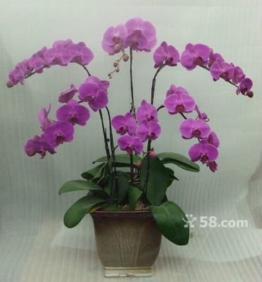 青島禮花傳情，品質服務隨心——58網鄰通專業禮品花卉銷售解決方案